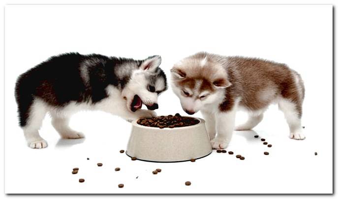 puppy food