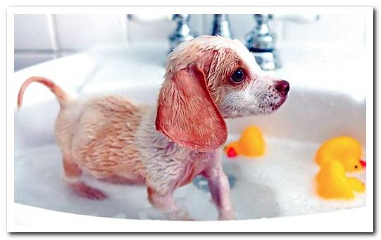 puppy in bathtub