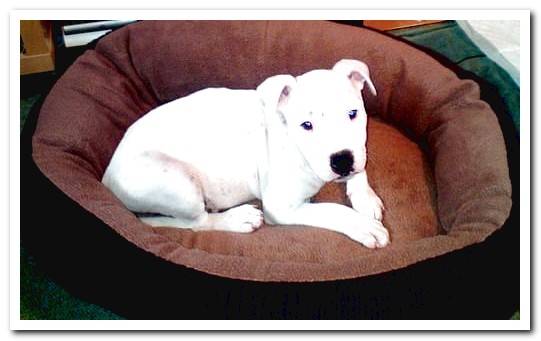 puppy in bed