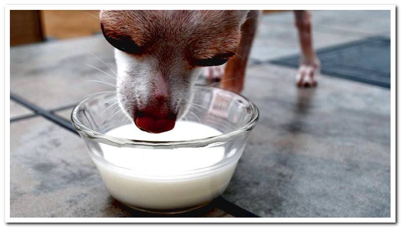 puppy-facing-a-bowl-of-milk