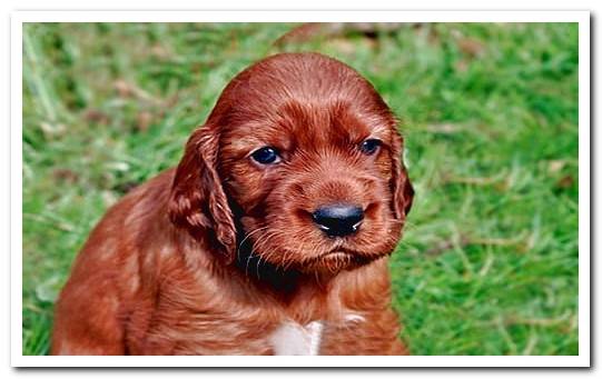 puppy irish setter