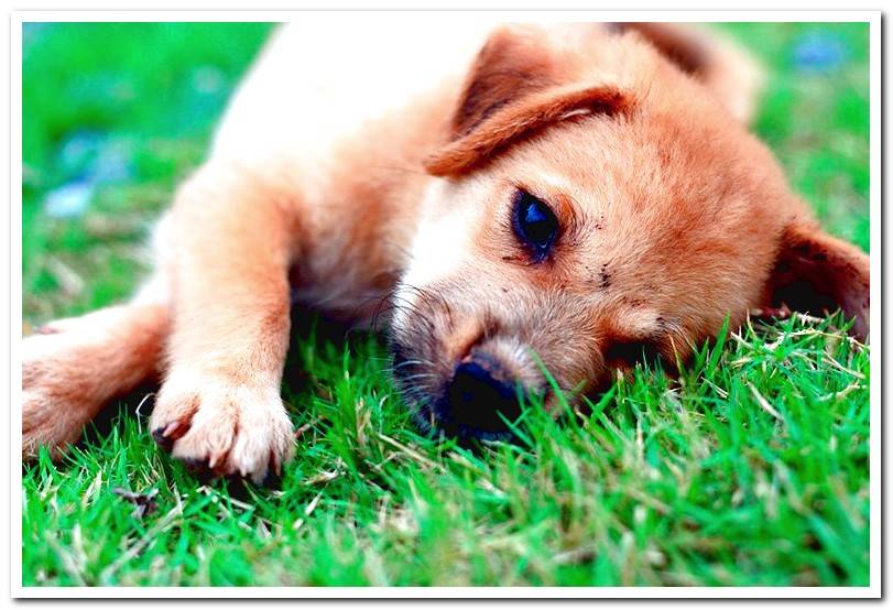 puppy-lying-on-his-ear