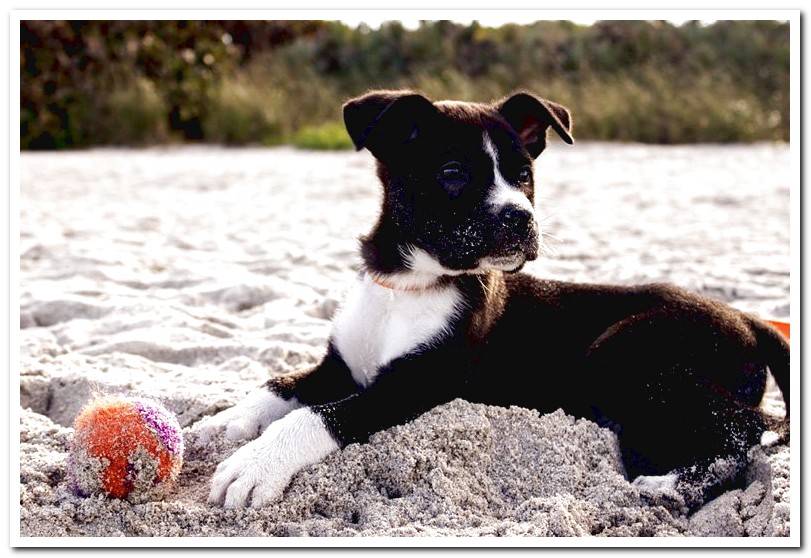 puppy-playing-in-the-beach-sand