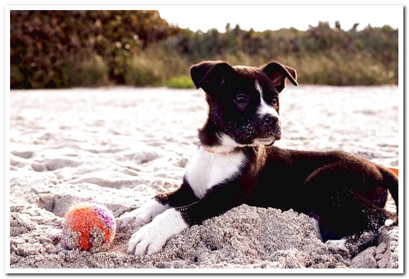 puppy-playing-on-the-beach