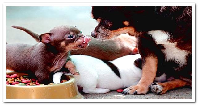 puppy playing with his mother and brothers