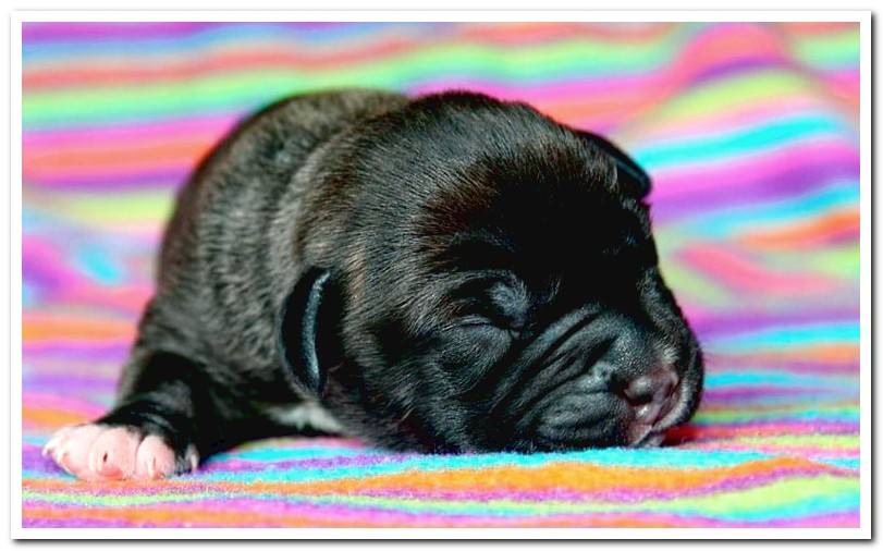 puppy-sleeping-on-blanket