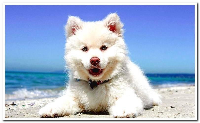 puppy-sunbathing-on-the-beach