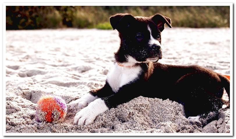 puppy-who-has-eaten-sand