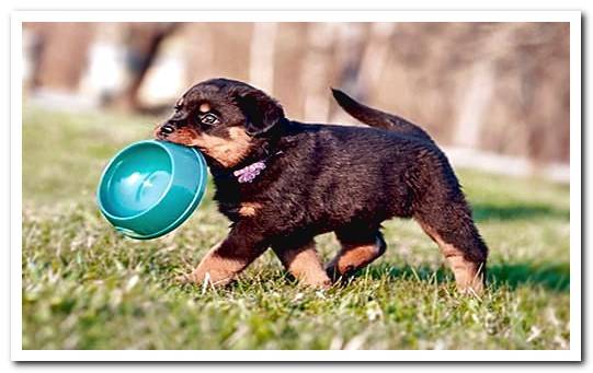 puppy with feeder