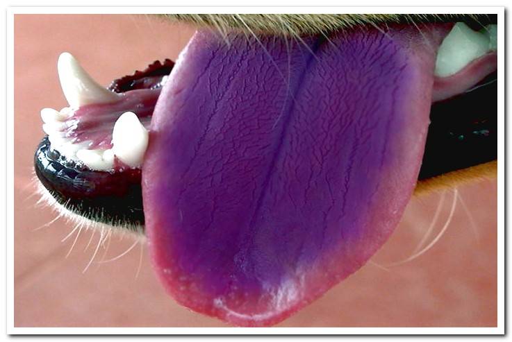 purple-colored-dog-tongue