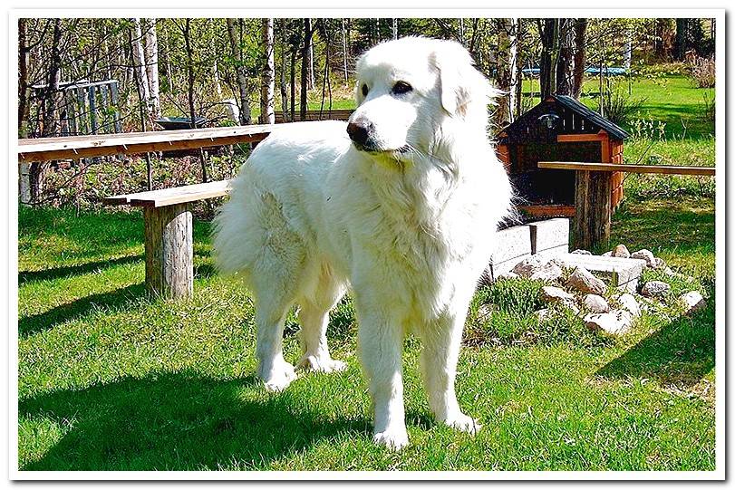 dog-mountain-of-pyrenees-in-a-picnic area