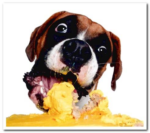 dog eating cake