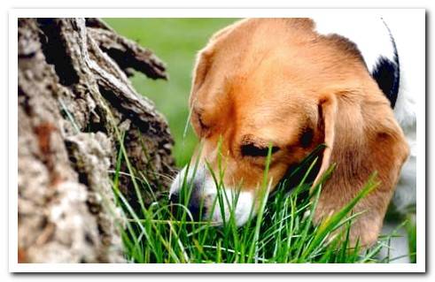 dog playing sniffing food