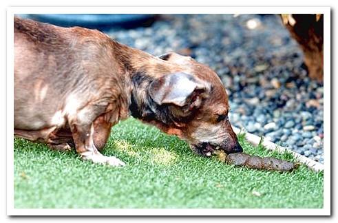 a dog smelling a poop