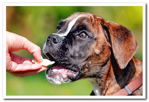 dog eating prize