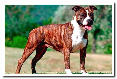 American Staffordshire