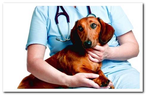 dog in the veterinatio