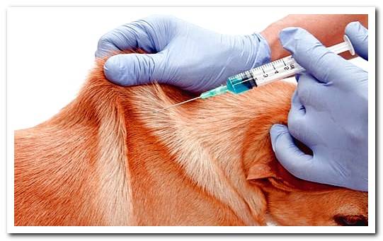 rabies vaccine