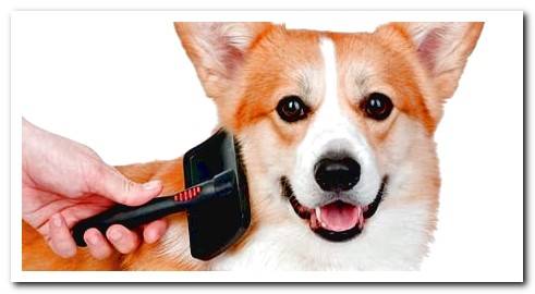 dog shedding his hair