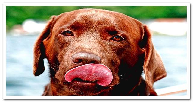 Brown Retriever Licking Itself