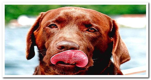 Brown Retriever Licking Itself