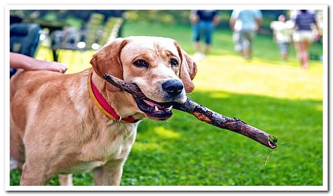 Retriever playing with a stick
