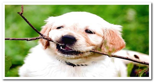 retriever puppy nibbling on a branch