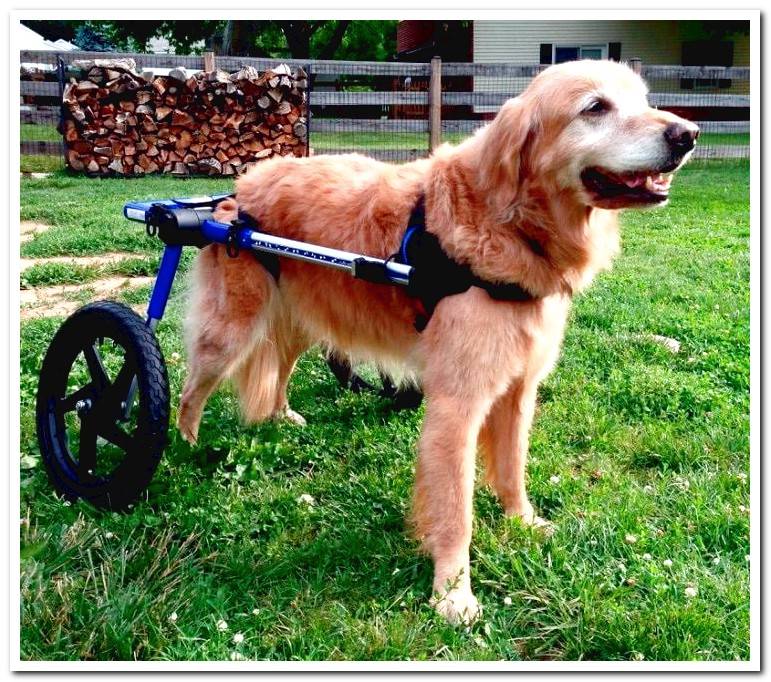 retriever-with-dysplasia-uses-wheelchair
