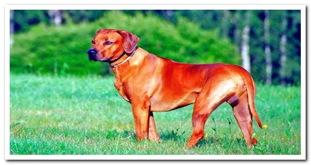 Full body of a Rhodesian crested