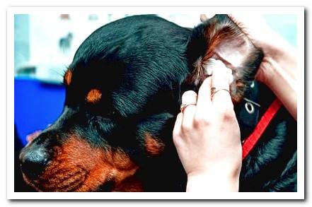 How to know if my dog ​​has Otitis? Symptoms and treatment