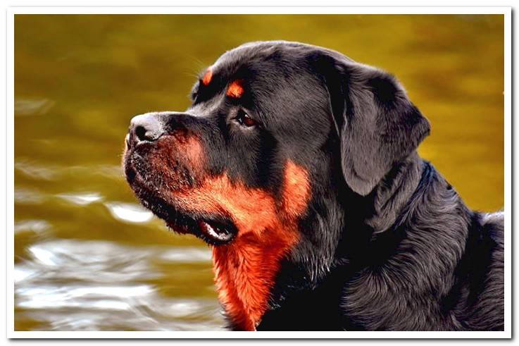 dog-of-breed-rottweiler