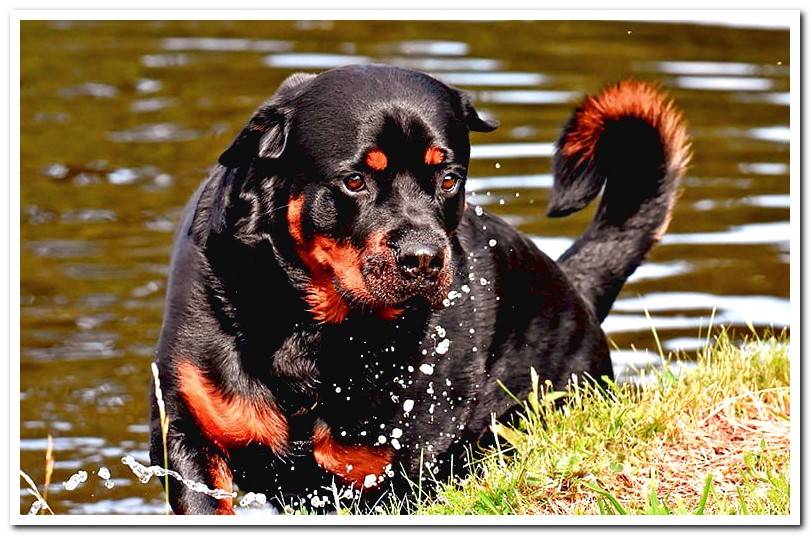 rottweiler-coming-out-of-the-water