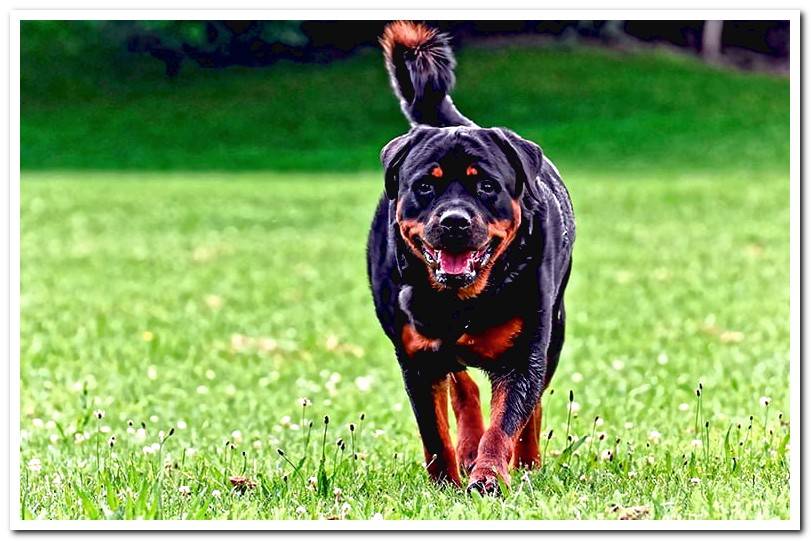 dog-rottweiler