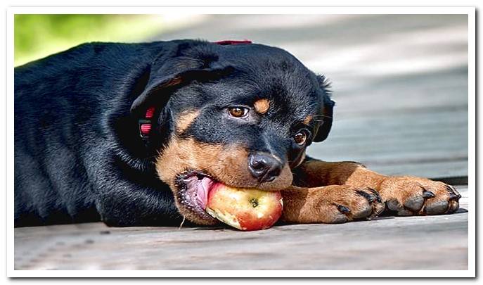 rottweiler puppy eating