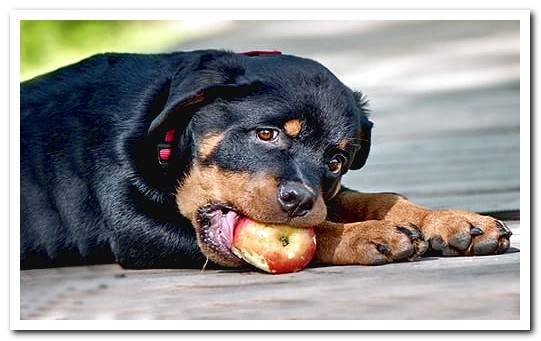 rottweiler puppy eating apple