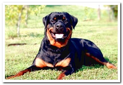 Rottweiler, the strongest dog in the world