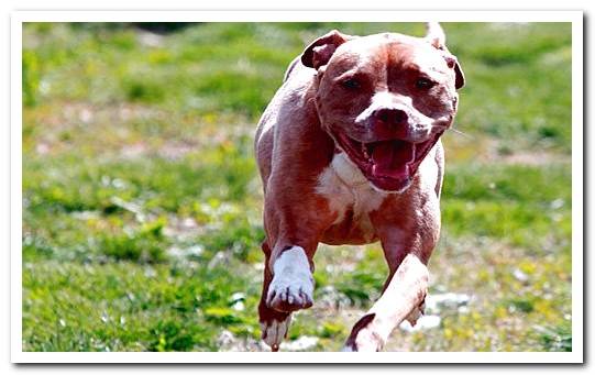 pitbull dog running