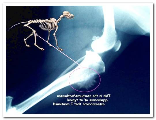 x-ray of dog with tumor