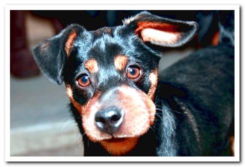 bee sting in dog's mouth