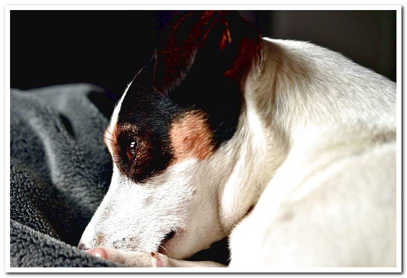 bodeguero-andaluz-triste-y - curled-up-in-his-bed