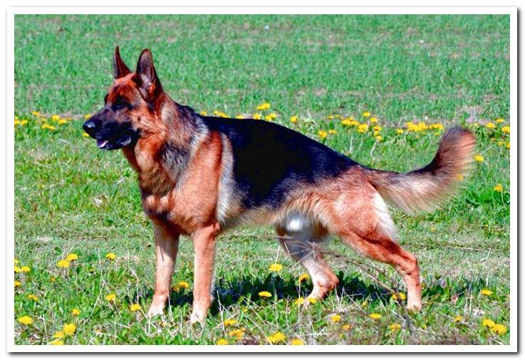 sample-german-shepherd-dog
