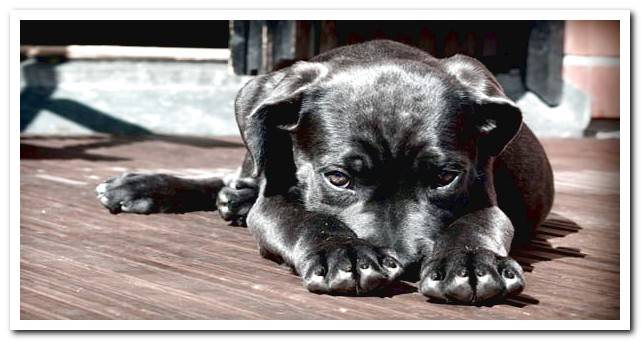 9 signs of fear in dogs