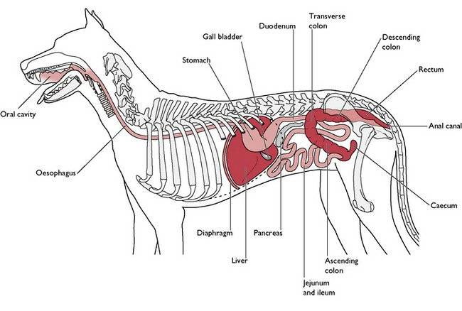 schematic-of-the-digestive-apparatus-of-a-dog