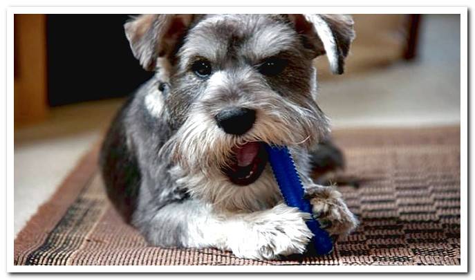 schnauzer dog