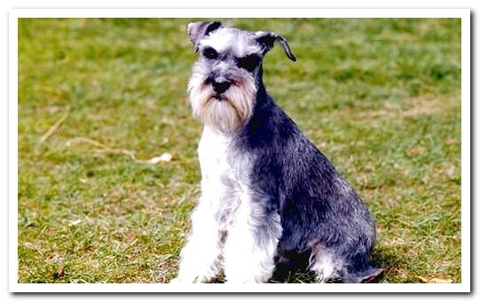 schnauzer in the field