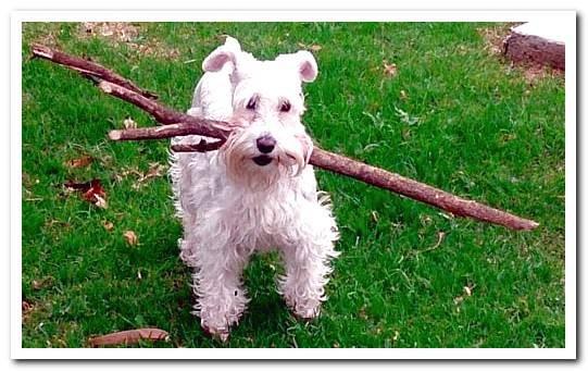 schnauzer with a stick