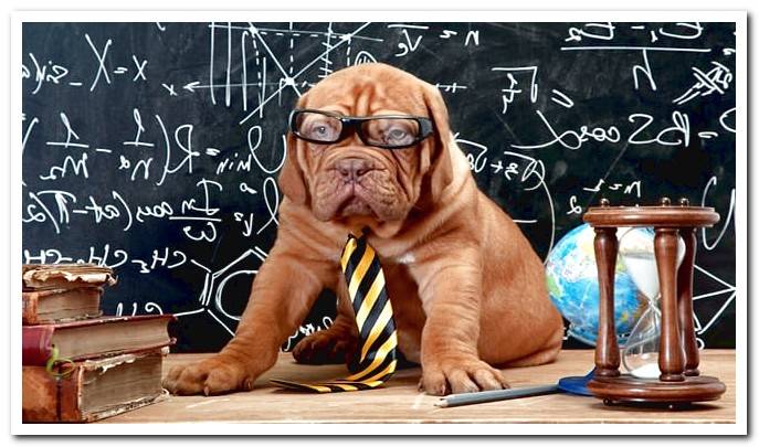teacher dog