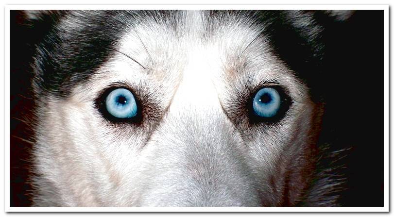 siberian-husky-eyes