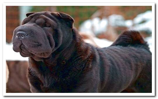 shar pei black