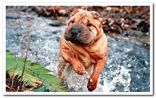 shar pei running